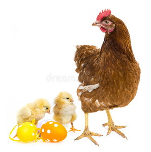 复活节彩蛋和鸡配母鸡