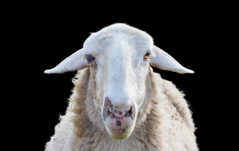 肮脏的羊毛羊头照片