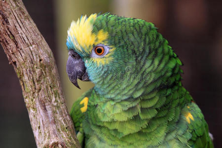 亚马逊绿鹦鹉