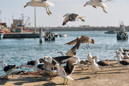 海鸥在港口觅食