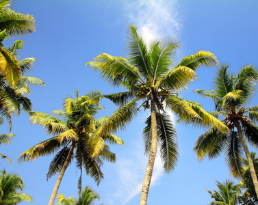 蓝天下的棕榈图片