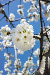 白樱花