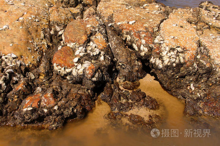 附着在海岩上的锋利牡蛎壳