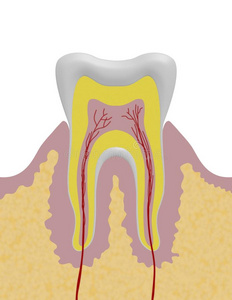 牙齿插图