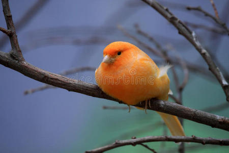 橙色金丝雀