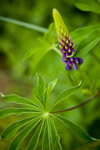 花园里的羽扇豆