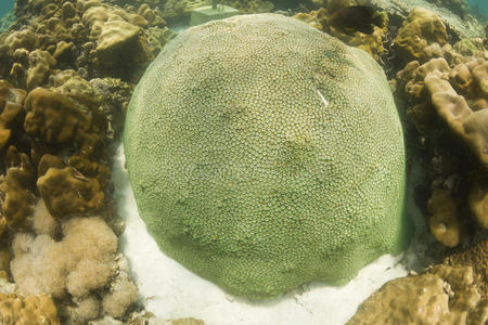 双星珊瑚