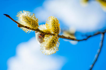 柳枝带花