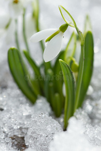 白雪滴