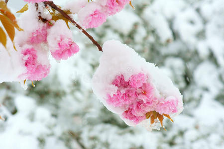 雪中送花