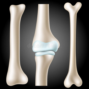 真实骨骼集图片