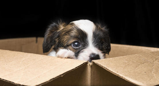 大陆玩具小猎犬纸箱里的小狗照片