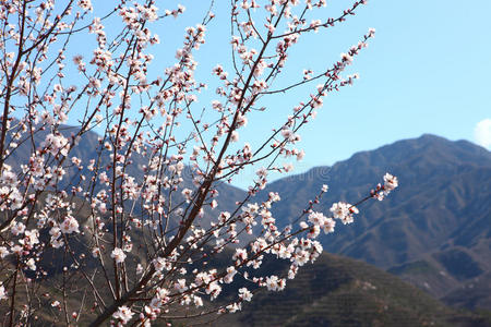 桃花山桃花素材图片 桃花山桃花图片素材下载 摄图新视界