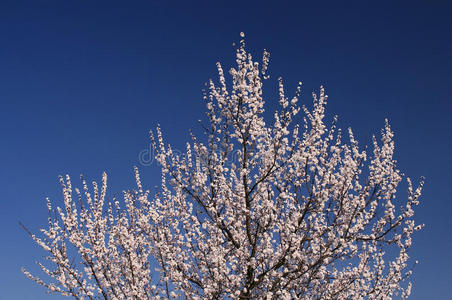 春天杏树开花，迎着干净的蓝天