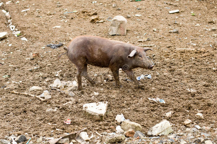 脏兮兮的棕色猪