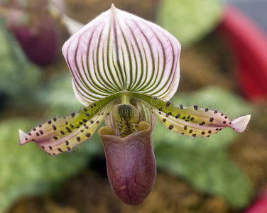 蒲公英绿白色兰花照片