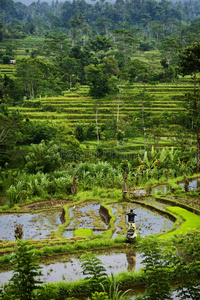 巴厘岛稻田。
