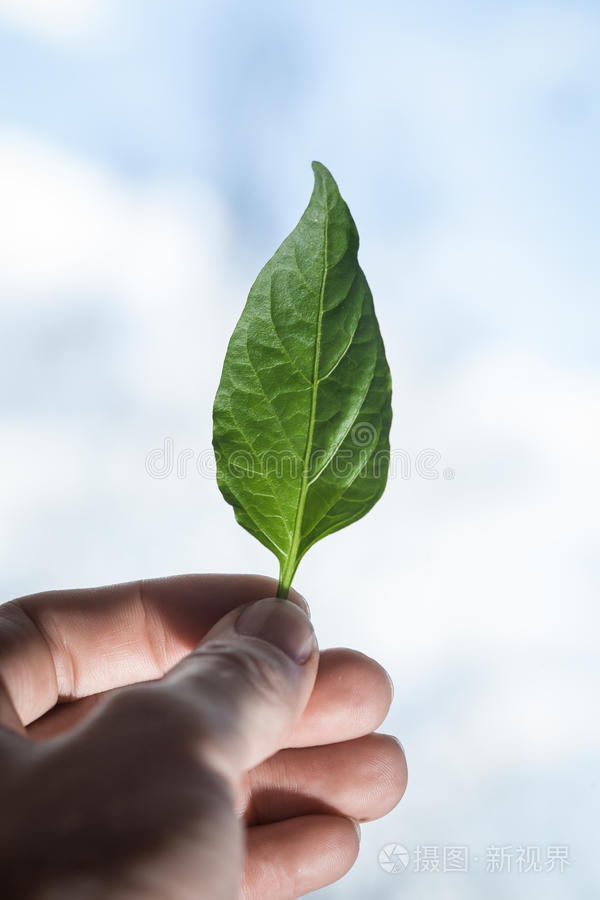 手拿树叶