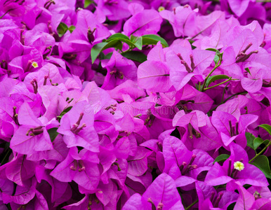 紫三角花