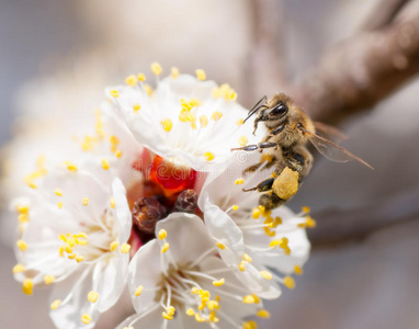 蜜蜂在花上采蜜