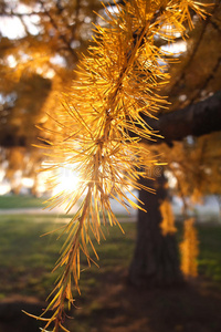 干燥的落叶松树叶和阳光图片