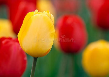 十个花瓣图片-十个花瓣素材-十个花瓣插画-摄图新视界