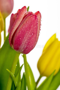 郁金香 花束 自然 美丽的 春天