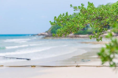 海滩上的树枝