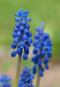 葡萄风信子花序