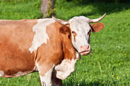 夏季牧场上的阿尔卑斯可爱母牛