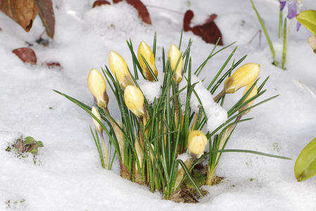 番红花在雪中发芽