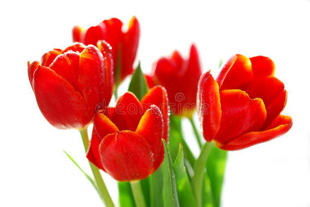 母亲 自然 周年纪念日 美女 植物 浪漫 四月 弗吉尼亚州