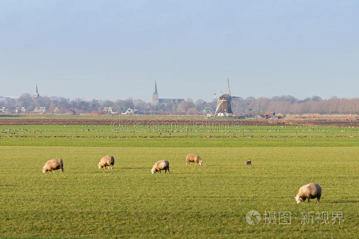 荷兰绵羊景观