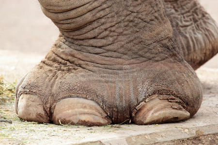 胖子的大象腿图片