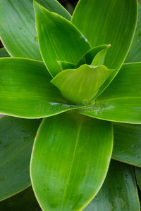 沙漠植物