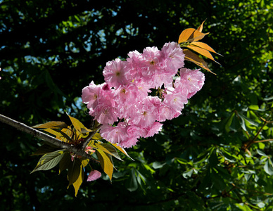 樱花枝