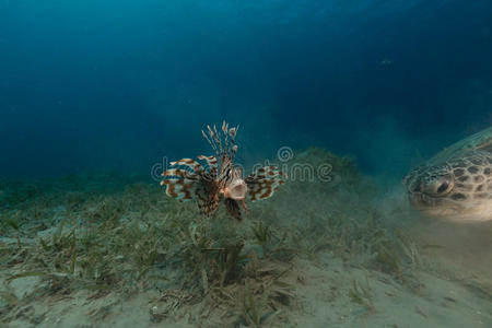 红海中的雌性绿海龟和狮子鱼。