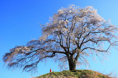 樱花树