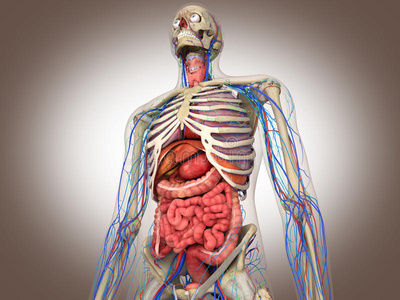人体器官的位置图3d图图片