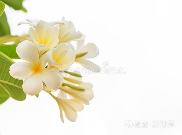 白弗朗西帕尼，美丽的白花
