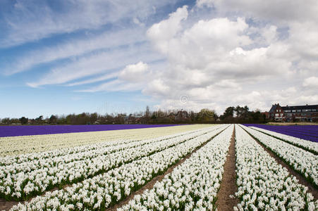 荷兰的白色米色和紫色风信子