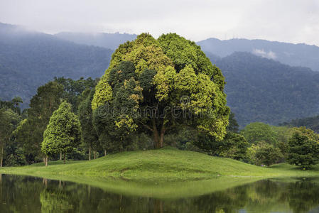带有花园湖图片