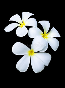 三朵凤仙花照片