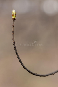 栗芽枝