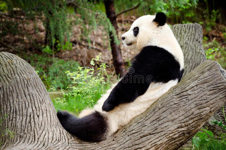 大熊猫休息