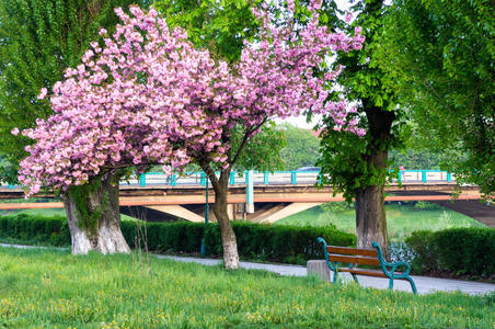滨水樱花景观在日本,在东京的樱花在东京的樱花小井