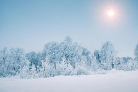 冬季雪林上空的太阳