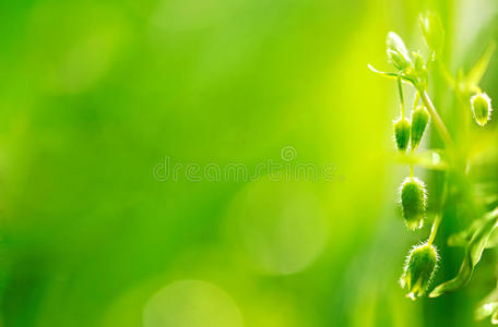 清新绿色植物背景图片 清新绿色植物背景素材 清新绿色植物背景插画 摄图新视界 清新绿色植物背景图片 清新绿色植物背景素材 清新绿色植物背景插画 摄图新视界