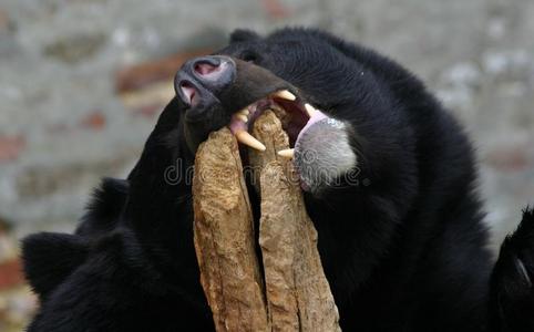 愤怒的黑熊