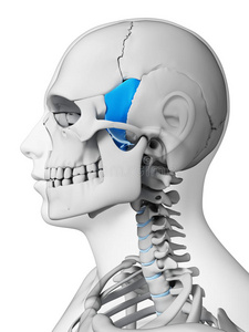 蝶骨突出的蝶骨照片